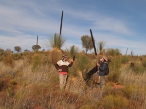Desert Grass Trees (Xanthorrhoea thorntonii)       